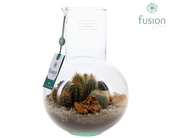 <h4>Green Bottle Suzanne Medium met Cactussen arrangement</h4>