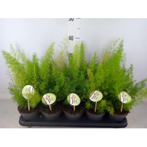 Asparagus dens. 'Meyers'