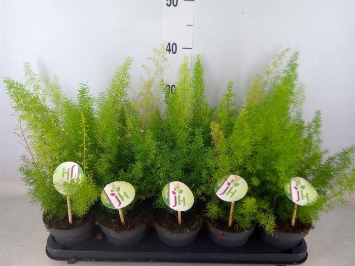 <h4>Asparagus dens. 'Meyers'</h4>