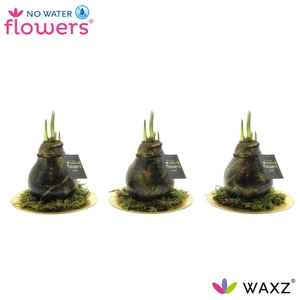 arr4 Amaryllis VH - Antiquez Golden dish