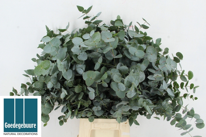 <h4>EUCA CINEREA</h4>