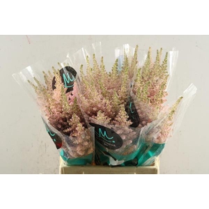 Astilbe Inferno (l.rose) L 45