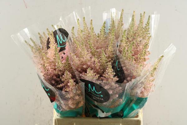 <h4>Astilbe Inferno (l.rose) L 45</h4>