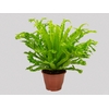 ASPLENIUM CRISSIE P19
