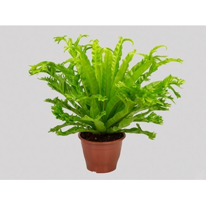 ASPLENIUM CRISSIE P19
