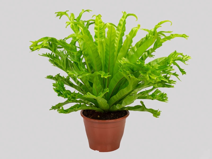 <h4>ASPLENIUM CRISSIE P19</h4>