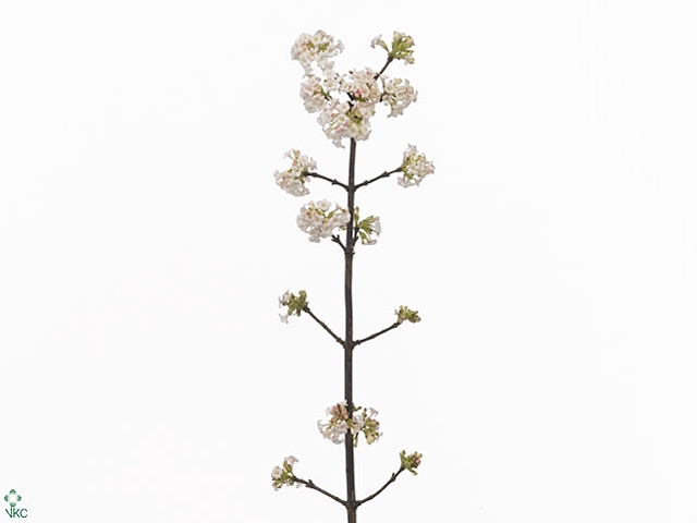 Viburnum Bodnantense Vertakt