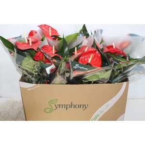 ANTHURIUM QUERIDA P15