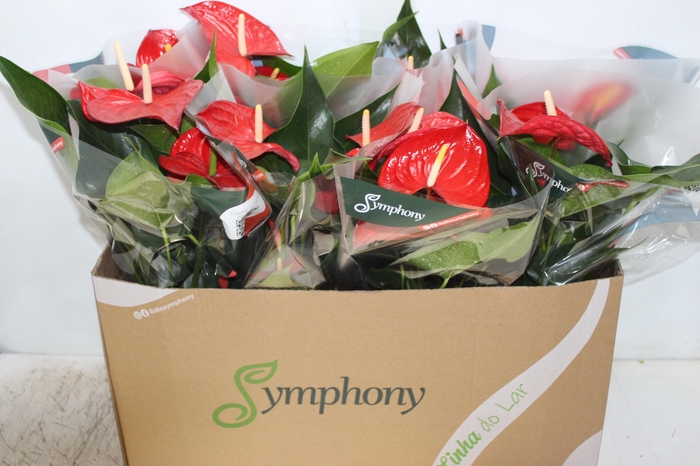 <h4>ANTHURIUM QUERIDA P15</h4>