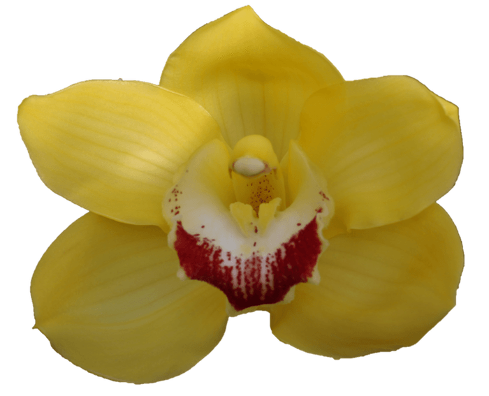 <h4>CYMB T MIMOSA</h4>