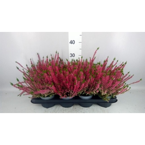 Calluna vulg. 'Beauty L Steffi'