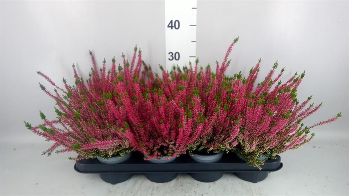 <h4>Calluna vulg. 'Beauty L Steffi'</h4>