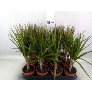 Dracaena marg.
