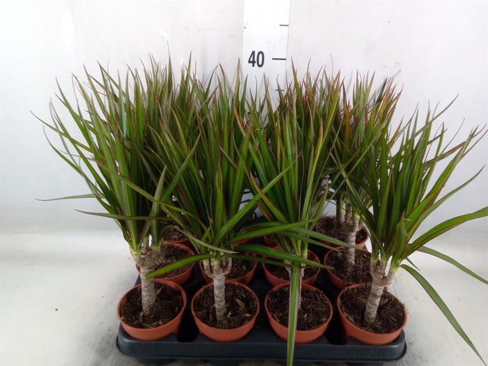 <h4>Dracaena marg.</h4>