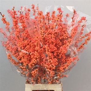 Ilex Ve Winter Gold