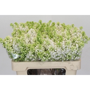 Lilac Vulg Madame Florent Stepman