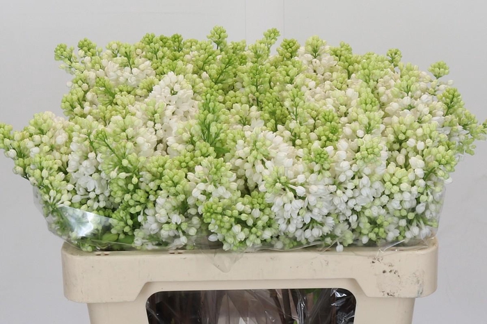 <h4>Lilac Vulg Madame Florent Stepman</h4>