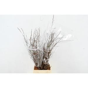 CHAENOMELES SUPERBA PINK 050CM