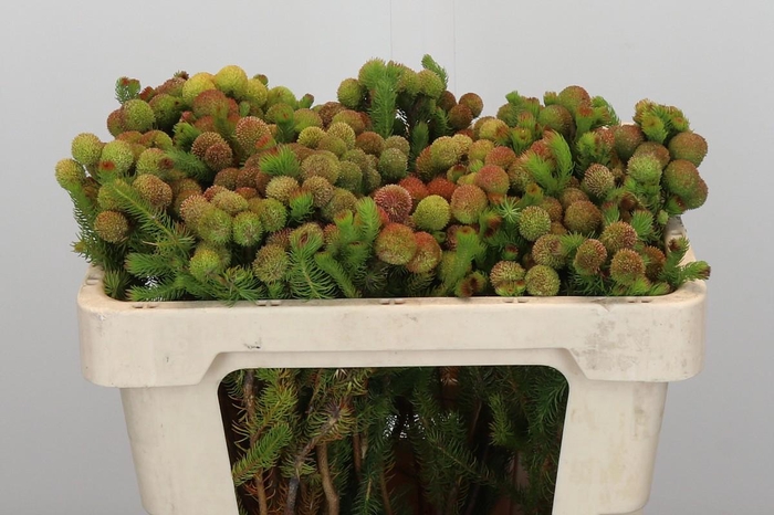 <h4>Kaaps Groen Baubles</h4>