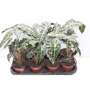 ALOCASIA POLLY P12