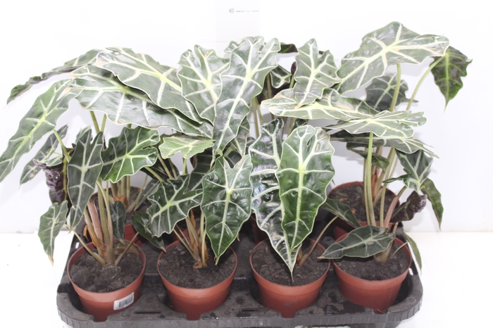 <h4>ALOCASIA POLLY P12</h4>