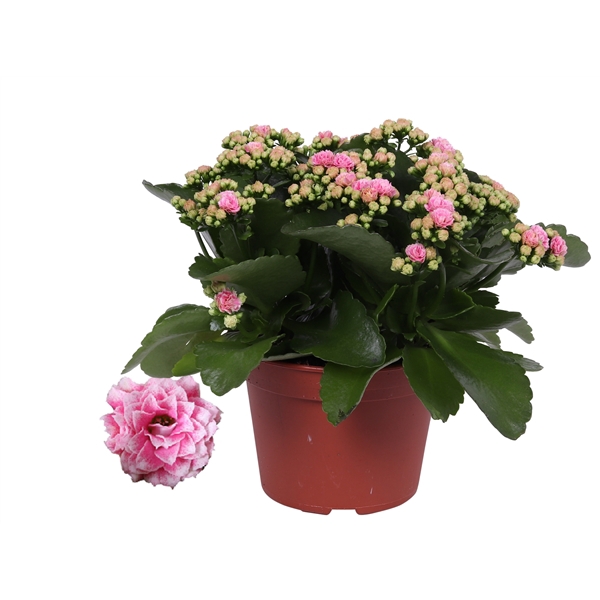 <h4>Kalanchoe Rosalina 15cm Don Alano wit/roze, Zonder hoes</h4>