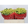 Hypericum Smiley Romance