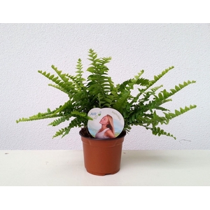 Nephrolepis exal. 'Green Lady'
