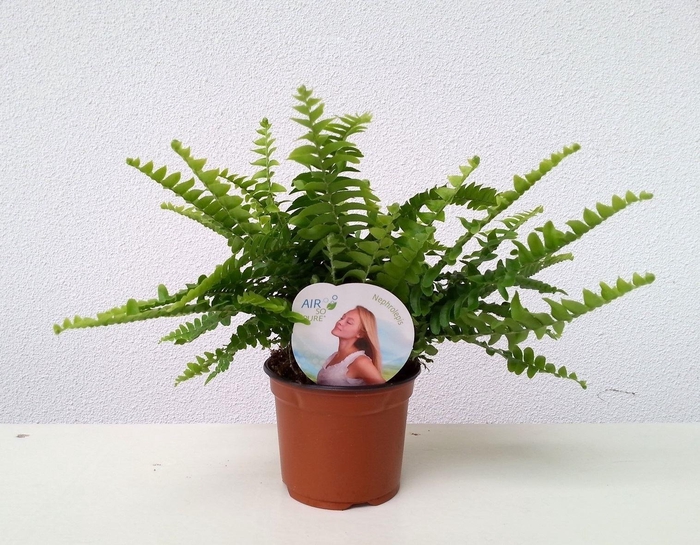 <h4>Nephrolepis exal. 'Green Lady'</h4>