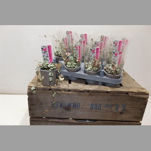 Cerop Wo Silve Glory