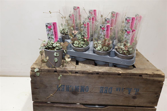 <h4>Cerop Wo Silve Glory</h4>