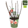 Ficus carica