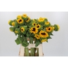 Helianthus Orange Fire