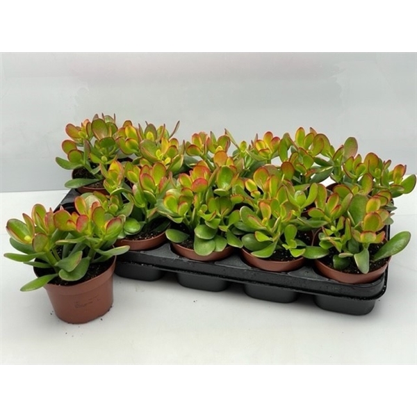<h4>28 Crassula Sunset12 cm</h4>