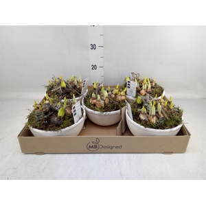 Arr.   Bol/Knolgewas H%