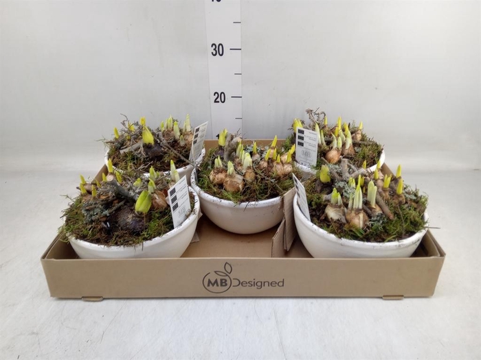 <h4>Arr. Bol/Knolgewas H%</h4>