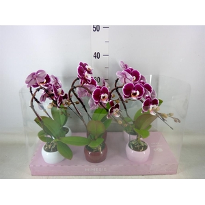 Phalaenopsis   ...red