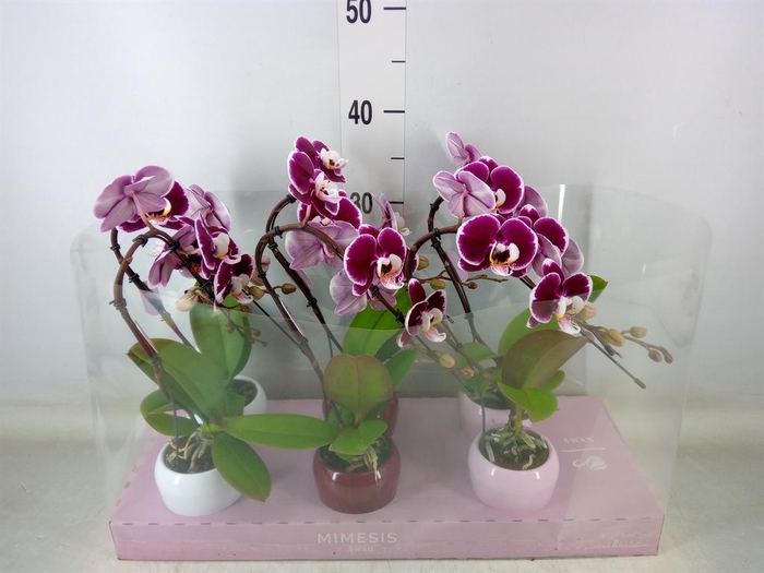 <h4>Phalaenopsis   ...red</h4>