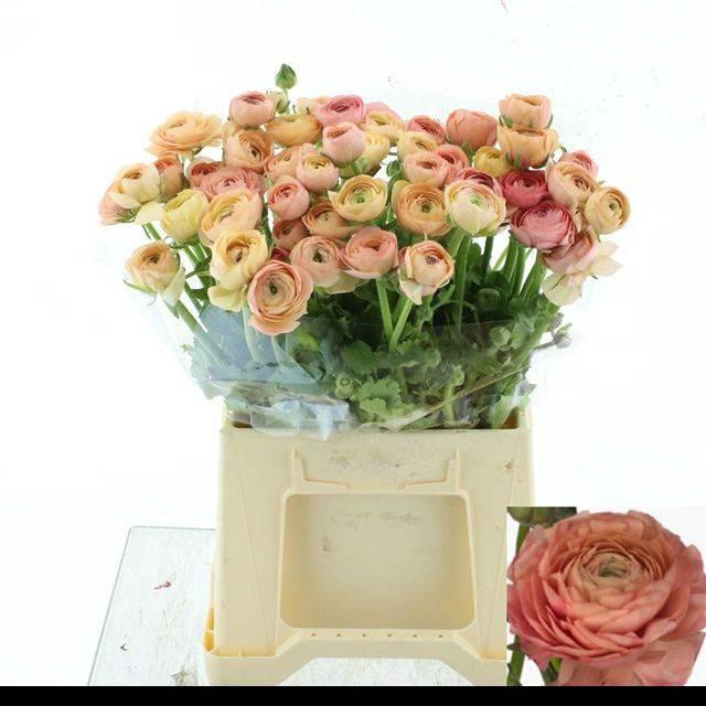 <h4>RAN EL SALMON</h4>