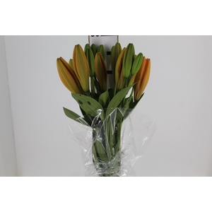 LIRIO SUNDERLAND 090 CM HT 2/3 FLS