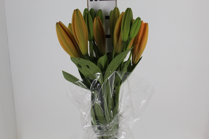 <h4>LIRIO SUNDERLAND 090 CM HT 2/3 FLS</h4>