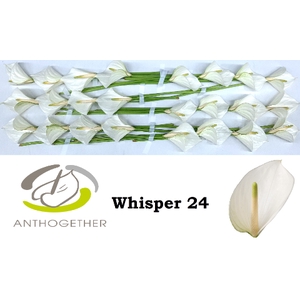 Anthurium Whisper