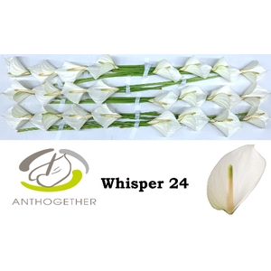 ANTH A WHISPER 24