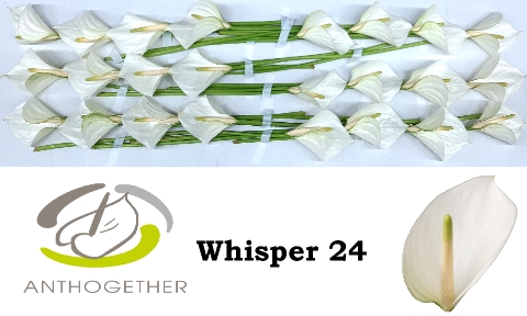 <h4>Anthurium Whisper</h4>
