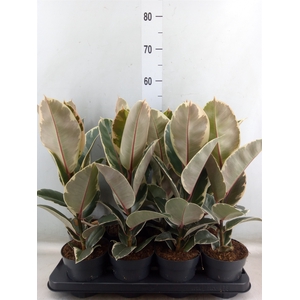Ficus elastica 'Tineke'