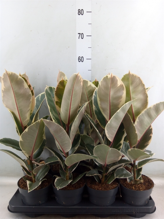 <h4>Ficus elastica 'Tineke'</h4>