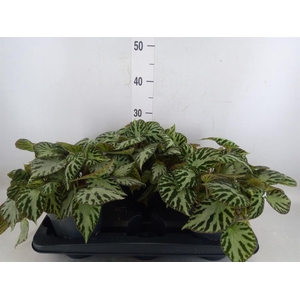 Begonia BD 'Silver Jewell'