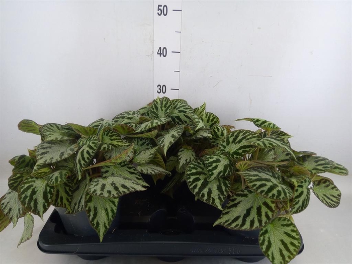 <h4>Begonia BD 'Silver Jewell'</h4>