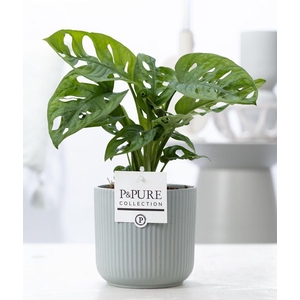 Monstera Adansonii in P&PURE Sophie cer. green