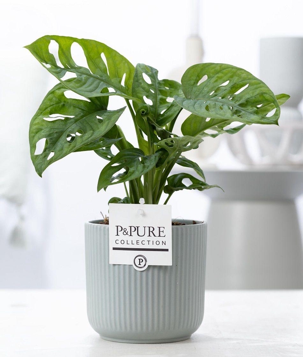 <h4>Monstera Adansonii in P&PURE Sophie cer. green</h4>